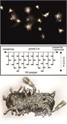 Ecola LED гирлянда 220V  IP44 Бахрома наращиваемая (доп секция) 3x(0.2-0.5)м 150Led 4000K, прозр.провод с коннекторами N6RV03ELC