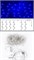 Ecola LED гирлянда 220V  IP44 Бахрома 5x0.5м 135Led Синий Blue, 8 режимов, прозр.провод с вилкой N4YB05ELC - фото 4186