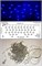Ecola LED гирлянда 220V  IP44 Бахрома наращиваемая (базовая секция) 3x(0.2-0.5)м 150Led Синий Blue, 8 режимов, прозр.провод с вилкой N5YB03ELC - фото 4189