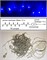 Ecola LED гирлянда 220V IP44 Нить наращиваемая (базовая секция) 10м 160Led Синяя Blue, 8 режимов, прозр.провод с вилкой N5YB10ELC - фото 4213